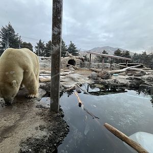 Polar bear exhibit