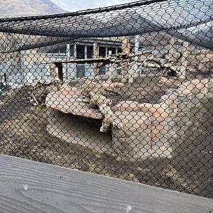 Mountain lion enclosure
