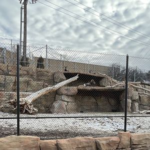 Bighorn sheep exhibit