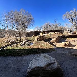 African lion exhibit