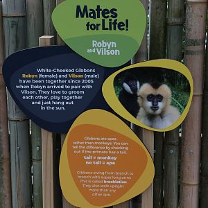 New signage for Northern White-cheeked Gibbon