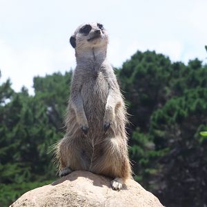 Meerkat