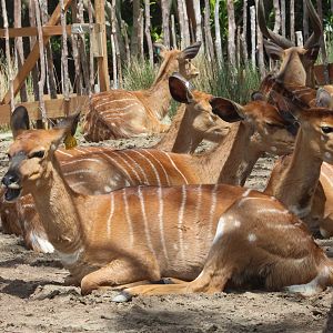 Lowland Nyala herd