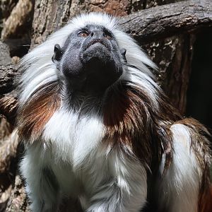 Cotton-top Tamarin