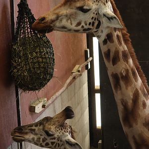 Giraffe adult and juvenile