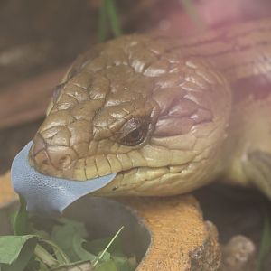 Eastern Blue-tongued Skink