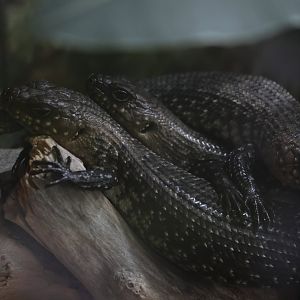 Cunningham's Skink pile