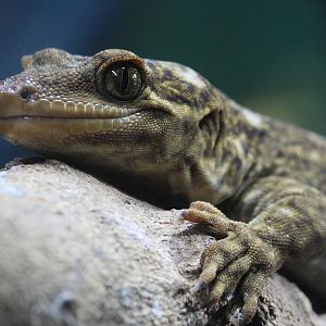 Hoplodactylus duvaucelii