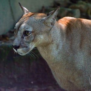 Cougar (Puma concolor)
