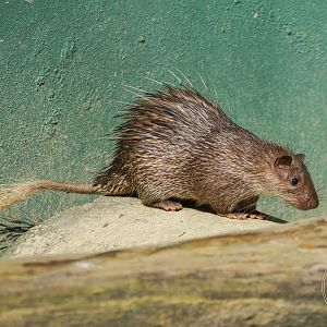 Asiatic Brush-tailed Porcupine (Atherurus macrourus)