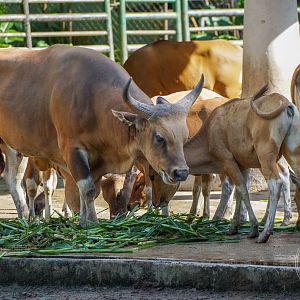 Banteng (Bos javanicus)