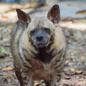 Striped Hyena (Hyaena hyaena)