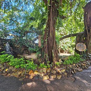 Flamingo enclosure closeup