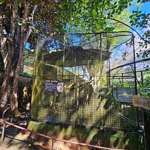 Malabar Pied Hornbills