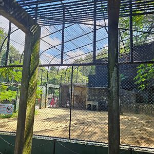 Bactrian Camel in an Aviary