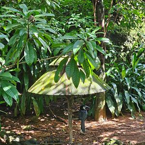 Sri Lankan Grey Hornbill