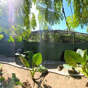 New Capybara enclosure