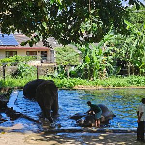 Sri Lankan Elephants getting bathed