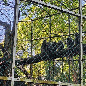 One of the Silvery lutung troops