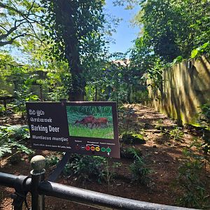 Indian Muntjac have moved into the sloth bear enclosure