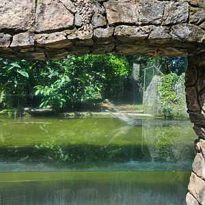 Old gharial with a broken lower jaw