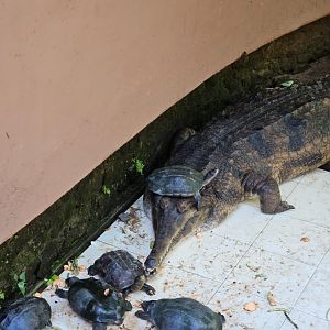 False gharial wearing a Sri Lankan black turtle (Melanochelys trijuga thermalis) as a hat