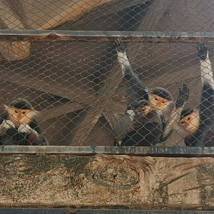 A group of red shaked douc languar