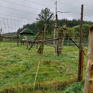 Zoo Łączna - Lar gibbon (Hylobates lar) enclosure