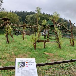 Zoo Łączna - Black-and-white Ruffed Lemur (Varecia variegata) enclosure