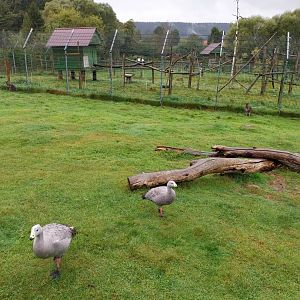 Zoo Łączna - Bennett's Wallaby (Notamacropus rufogriseus)) and Cape Barren Goose (Cereopsis novaehollandiae novaehollandiae)