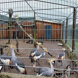 Zoo Łączna - Grey Crowned Crane (Balearica regulorum) and Nene (Branta sandvicensis) aviary