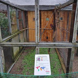 Zoo Łączna - Temminck Tragopan (Tragopan temminckii) aviary