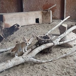 Zoo Łączna - Fennec Fox (Vulpes zerda)