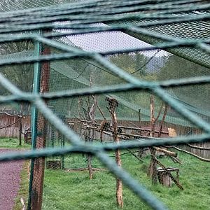 Zoo Łączna - Common Brown Lemur (Eulemur fulvus) enclosure