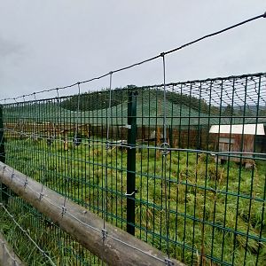 Zoo Łączna - Serval (Leptailurus serval) enclosure