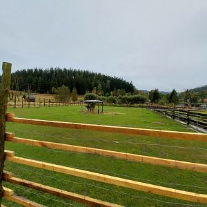 Zoo Łączna - Chapman's zebra (Equus quagga chapmani) enclosure