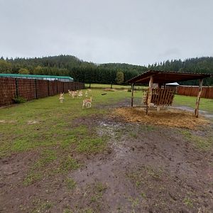 Zoo Łączna - Blackbuck (Antilope cervicapra) enclosure
