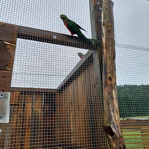 Zoo Łączna - Australia Walk-through aviary - Australian King Parrot (Alisterus scapularis)