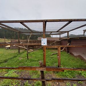 Zoo Łączna - White Cockatoo (Cacatua alba) aviary
