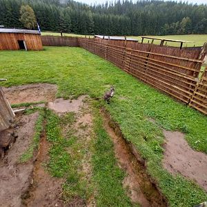 Zoo Łączna - Eastern Wallaroo (Osphranter robustus robustus) enclosure