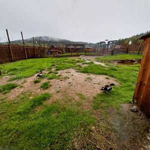Zoo Łączna - Australian Shelduck (Tadorna tadornoides ) enclosure