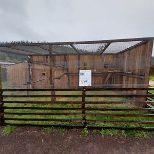 Zoo Łączna - Laughing Kookaburra (Dacelo novaeguineae) aviary