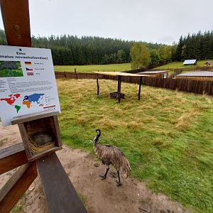 Zoo Łączna - Emu (Dromaius novaehollandiae) enclosure