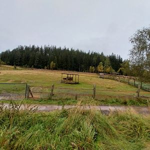 Zoo Łączna - Common Eland (Tragelaphus oryx) and Ostrich (Struthio camelus) enclosure