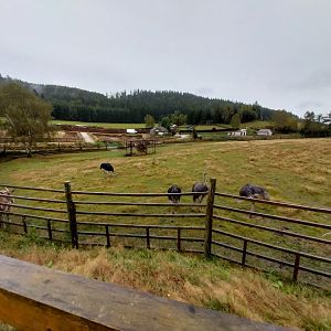 Zoo Łączna - Common Eland (Tragelaphus oryx) and Ostrich (Struthio camelus) enclosure