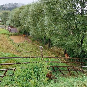 Zoo Łączna - Western Sitatunga (Tragelaphus spekii gratus) enclosure