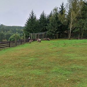 Zoo Łączna - Himalayan Thar (Hemitragus jemlahicus)) enclosure