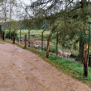 Zoo Łączna - Grey Wolf / Arctic Wolf (Canis lupus) enclosure