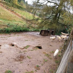 Zoo Łączna - Grey Wolf / Arctic Wolf (Canis lupus) enclosure