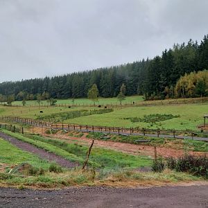 Zoo Łączna - Pastures for domestic mammals (yak, alpaca) and Guanaco (Lama guanicoe)